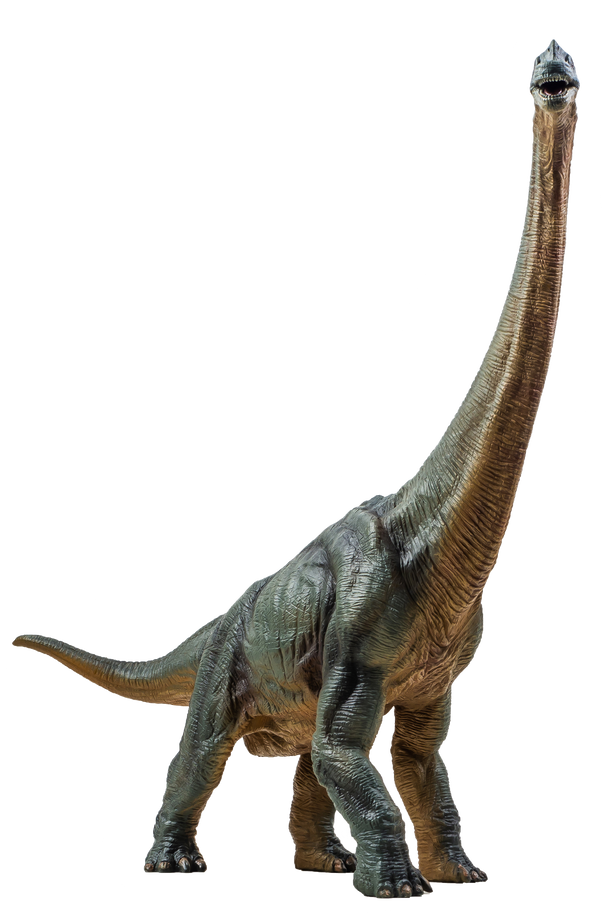 Brachiosaurus  , dinosaur on isolated background .